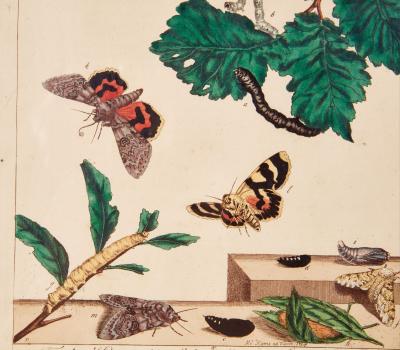 Set of Six Framed 18th c Engravings of Moths