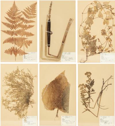 Set of Six Vintage Swedish Herbaria