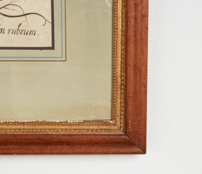 Set of Three Besler Botanicals