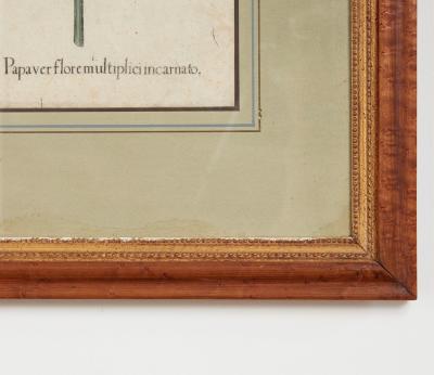 Set of Three Besler Botanicals