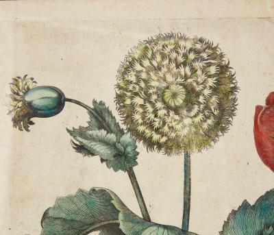 Set of Three Besler Botanicals