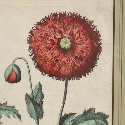 Set of Three Besler Botanicals