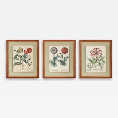 Set of Three Besler Botanicals