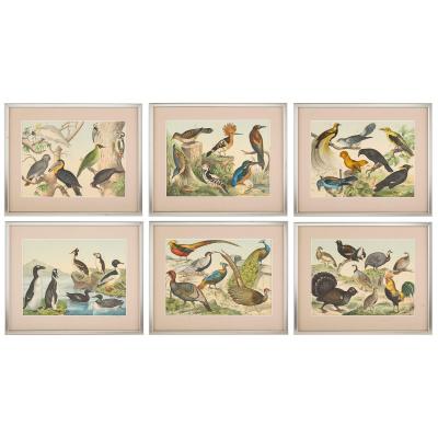 Set of six framed Continental 20th century bird prints
