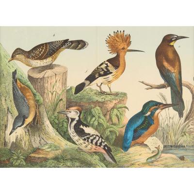 Set of six framed Continental 20th century bird prints