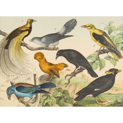 Set of six framed Continental 20th century bird prints