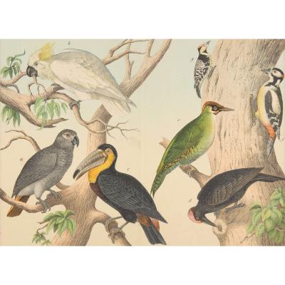 Set of six framed Continental 20th century bird prints