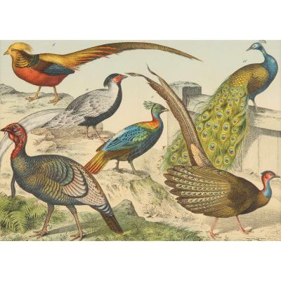 Set of six framed Continental 20th century bird prints