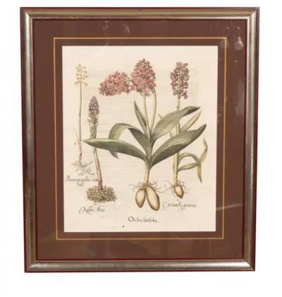 Six Assorted Framed Botanicals By Besler