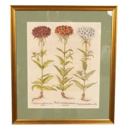 Six Assorted Framed Botanicals By Besler