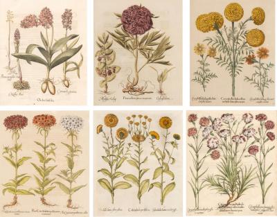 Six Assorted Framed Botanicals By Besler