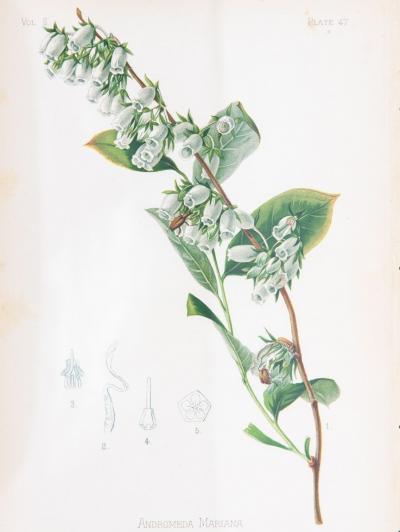 Staggerbush Botanical Print on Paper USA Early 20th C 