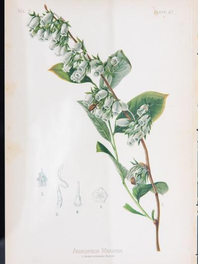 Staggerbush Botanical Print on Paper USA Early 20th C 