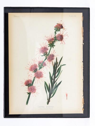 Staggerbush Botanical Print on Paper USA Early 20th C 