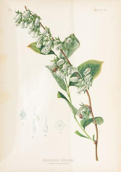 Staggerbush Botanical Print on Paper USA Early 20th C 