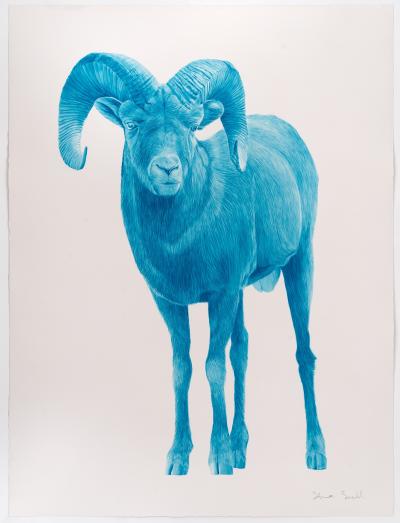 Steve Snell Blue Bighorn