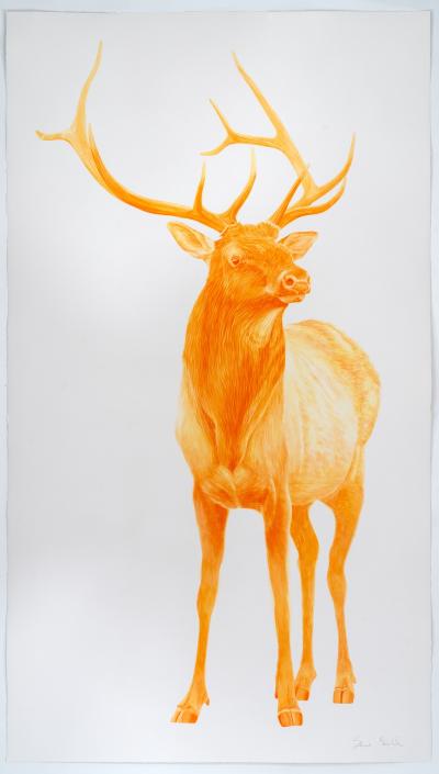 Steve Snell Orange Elk