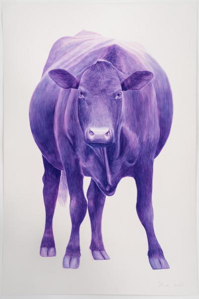 Steve Snell Violet Angus