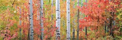 Steven Friedman Autumn Forest Light rolled