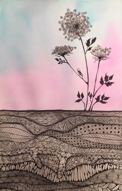 Susan Cirigliano Queen Annes Lace