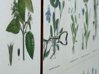 Swedish Modern Nordens Flora Cabinet Birch Floral Lithographs Sweden 1940s