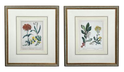 Sydenham Edwards Pair English Early 19th Century Framed Botanical Engravings