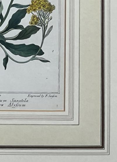 Sydenham Edwards Pair English Early 19th Century Framed Botanical Engravings