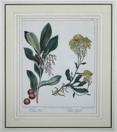 Sydenham Edwards Pair English Early 19th Century Framed Botanical Engravings