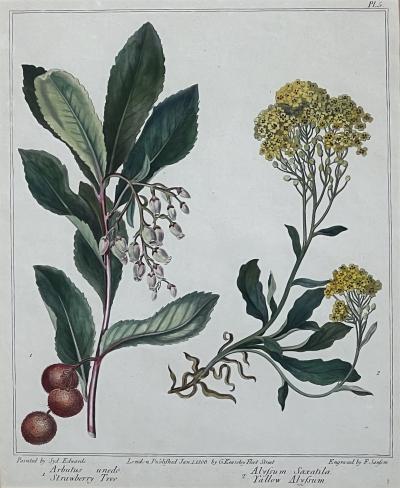 Sydenham Edwards Pair English Early 19th Century Framed Botanical Engravings