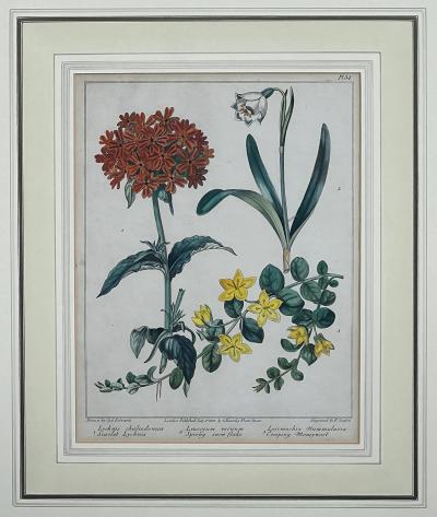 Sydenham Edwards Pair English Early 19th Century Framed Botanical Engravings