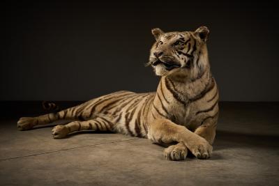 Taxidermy Bengal Tiger Reclining Display