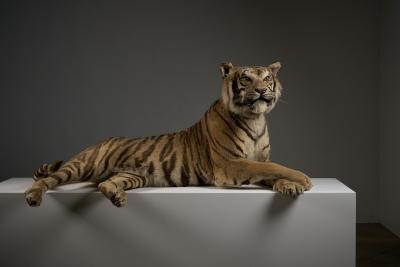 Taxidermy Bengal Tiger Reclining Display