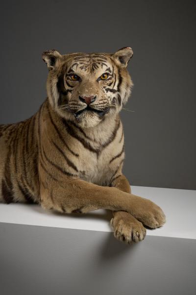 Taxidermy Bengal Tiger Reclining Display