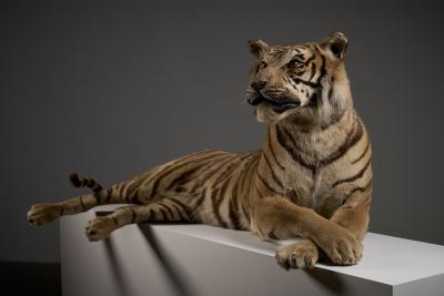 Taxidermy Bengal Tiger Reclining Display