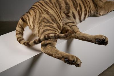 Taxidermy Bengal Tiger Reclining Display