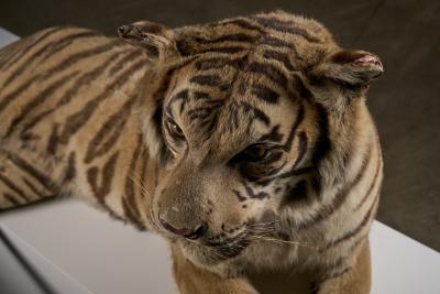 Taxidermy Bengal Tiger Reclining Display