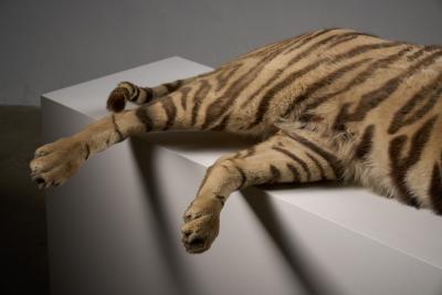 Taxidermy Bengal Tiger Reclining Display