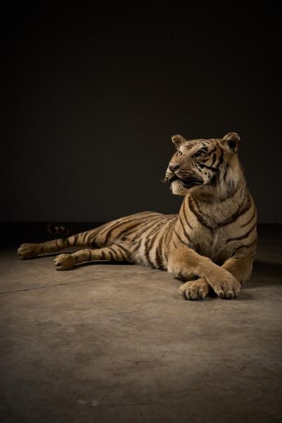 Taxidermy Bengal Tiger Reclining Display