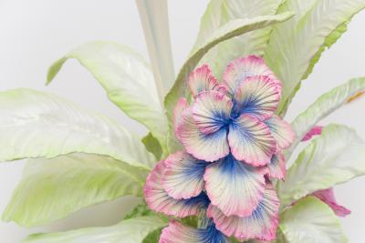 Teemu Salonen Cabbage Garden