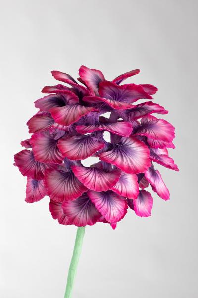 Teemu Salonen Flower No 6 FI