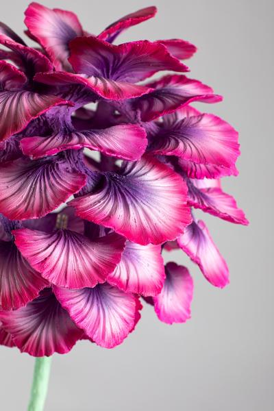 Teemu Salonen Flower No 6 FI