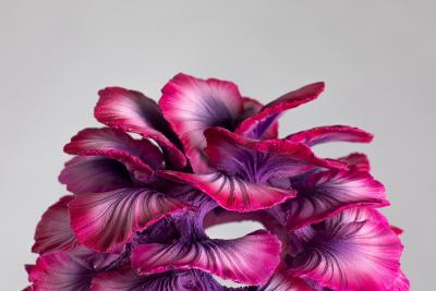 Teemu Salonen Flower No 6 FI