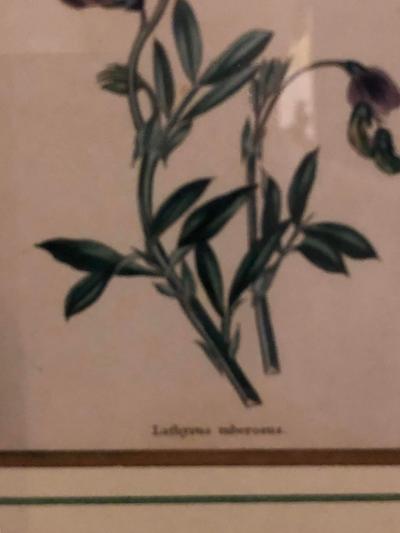 Ten Copperplate Engravings in Gilt Frames by Benjamin Maund Judy Cormier Framed