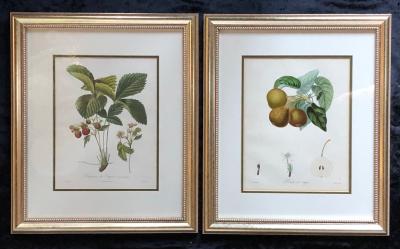 Ten Hand Colored Color Stipple Engravings from Traite Des Arbres Fruitiers