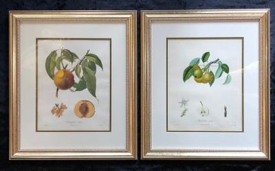 Ten Hand Colored Color Stipple Engravings from Traite Des Arbres Fruitiers