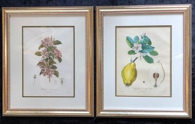 Ten Hand Colored Color Stipple Engravings from Traite Des Arbres Fruitiers
