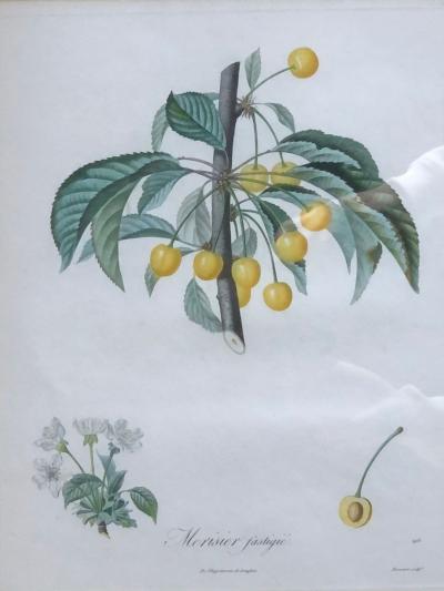 Ten Hand Colored Color Stipple Engravings from Traite Des Arbres Fruitiers