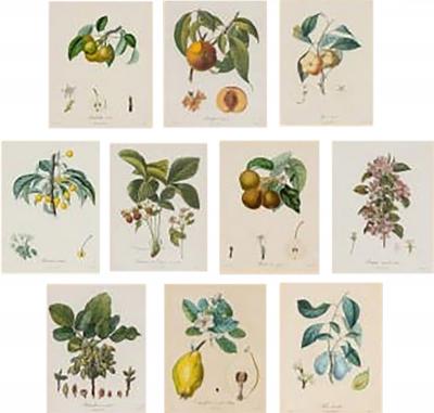 Ten Hand Colored Color Stipple Engravings from Traite Des Arbres Fruitiers