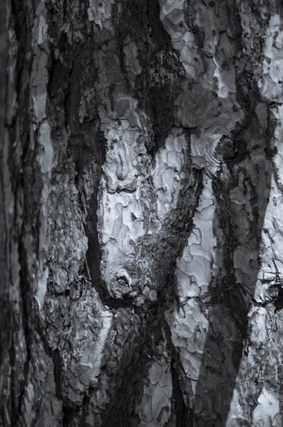 Tim Graham Conifer Bark