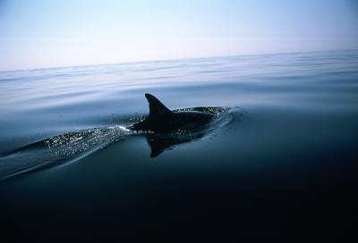 Tim Graham Dolphin Fin